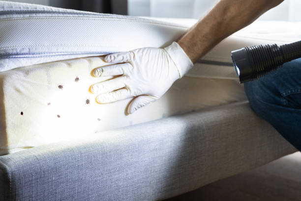 Best Local Pest Control Services  in Marshville, NC