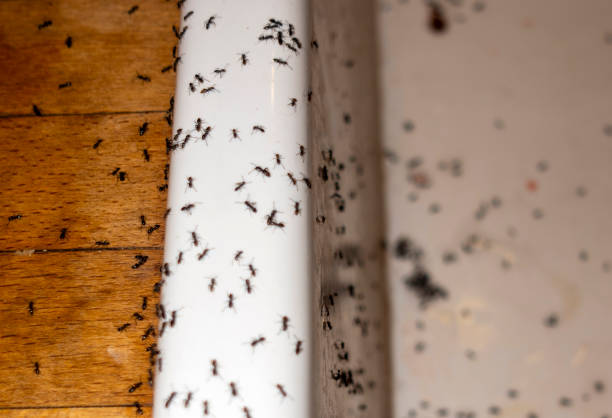 Best Commercial Pest Control Services  in Marshville, NC