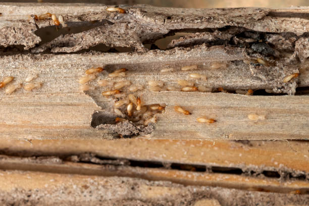 Best Insect Control  in Marshville, NC